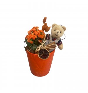 Teddy Bear Serisi Turuncu Kalanchoe Aranjmanı